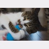 kat kauwt op knuffel met kattenkruid