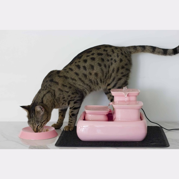 kat met roze keramische kattenfontein