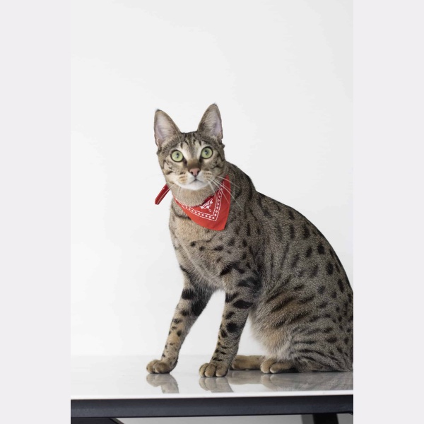 Kat met rode bandana halsband