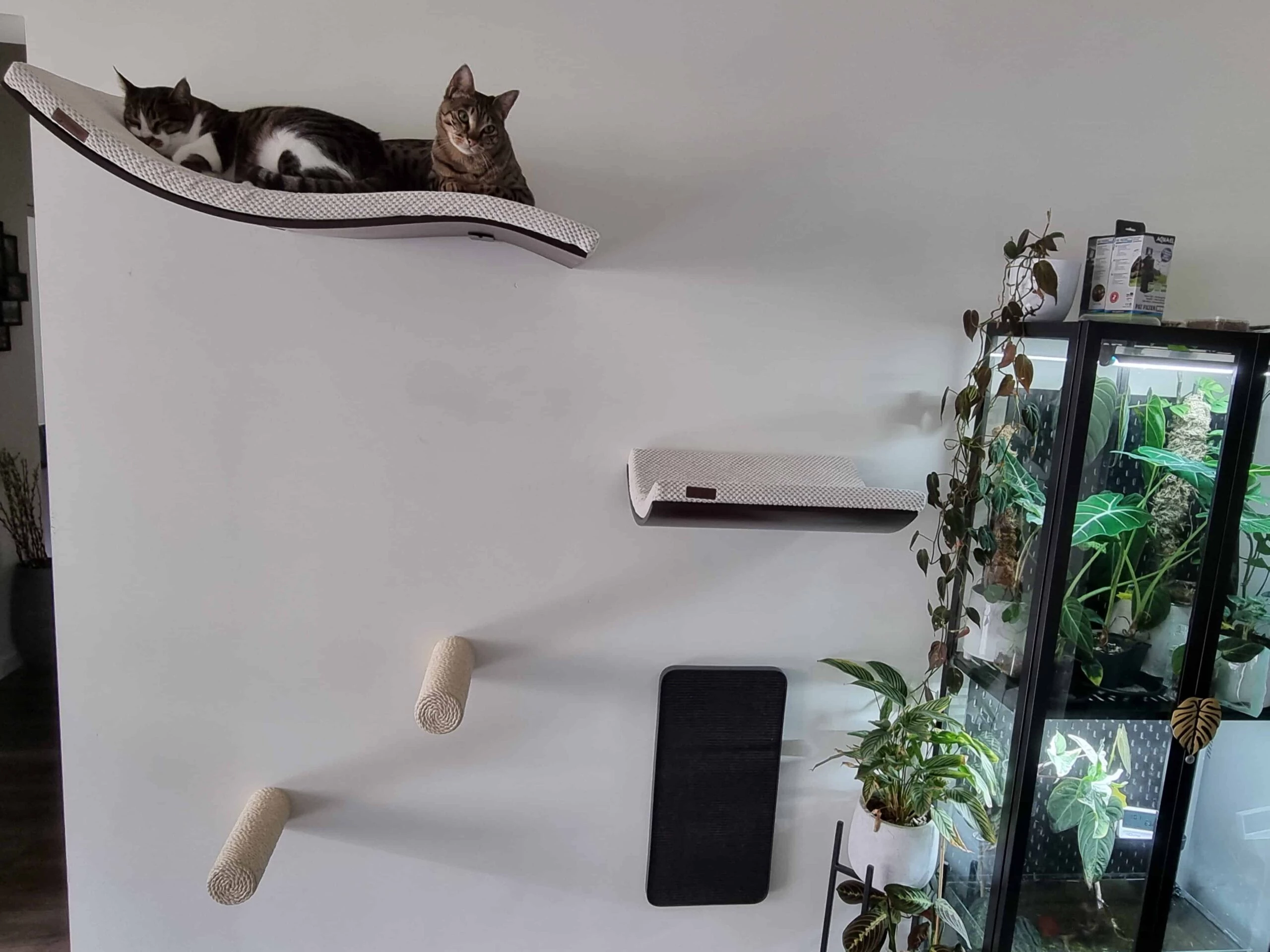 Cosy And Dozy met katten