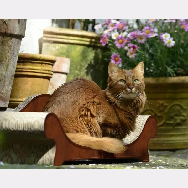 Cat-On Le Canapé Plus Bruin Antiek met kat